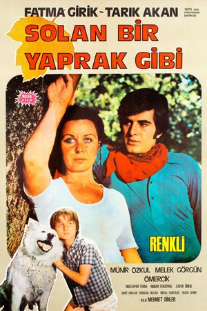 Solan Bir Yaprak Gibi's poster