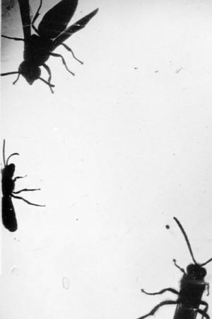 Insectes's poster