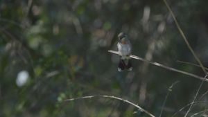 Birders's poster