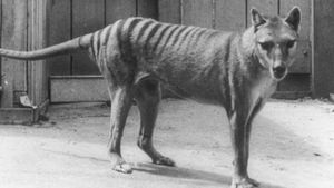 Extinct or Alive: The Tasmanian Tiger's poster