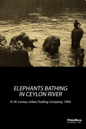 Elephants Bathing in Ceylon River's poster