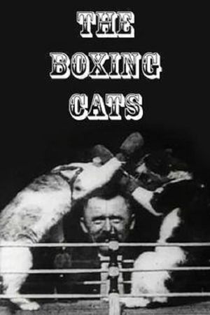 The Boxing Cats's poster image