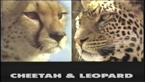 Predators of the Wild: Cheetah and Leopard's poster