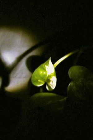 Floating Leaf's poster