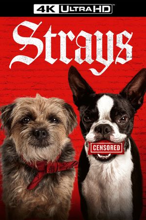 Strays's poster