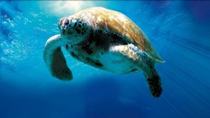 Turtle: The Incredible Journey's poster