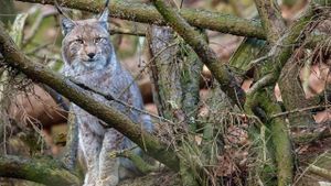 La forêt des félins: Chats sauvages et lynx du Harz's poster