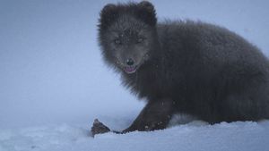 The Arctic Fox: Still Surviving's poster