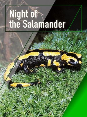 Night of the Salamander's poster