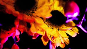 Flowers (II)'s poster