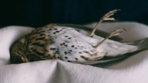 The Metamorphosis of Birds's poster