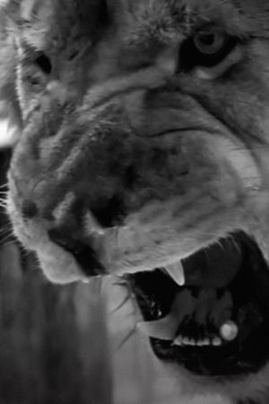 Roar's poster