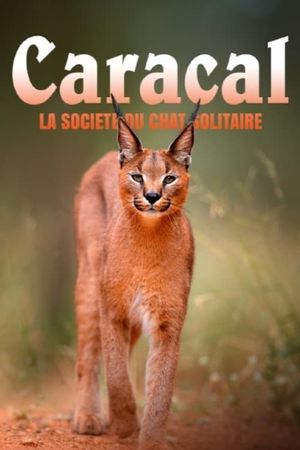 Caracal : La Société du chat solitaire's poster