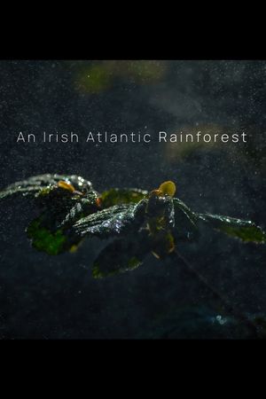 An Irish Atlantic Rainforest's poster image