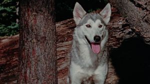 Nikki, Wild Dog of the North's poster