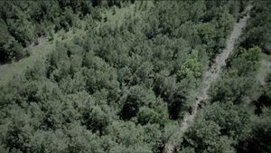 The Woods's poster