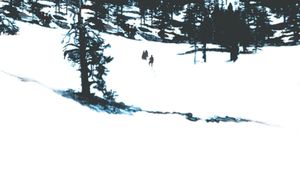 The Donner Party's poster