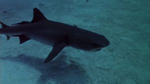 Sharks' Treasure's poster