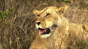 Serengeti: Nature's Greatest Journey's poster