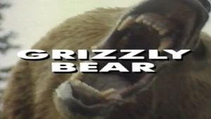 Predators of the Wild: Grizzly Bear's poster