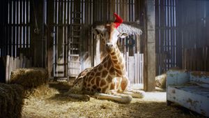 My Giraffe's poster