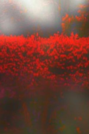 Burning Bush's poster