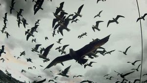 Leviathan's poster