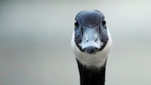 Modern Goose's poster