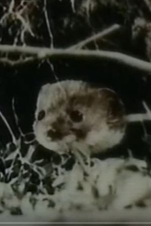 The Weasel's poster