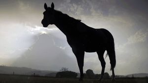 Der Sturm - Tiere bei Blitz und Donner's poster