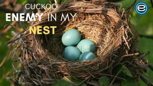 Cuckoo: The Enemy In My Nest's poster