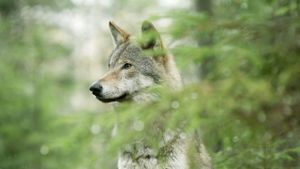 Wolf's poster