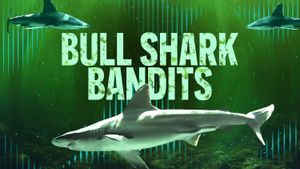 Bull Shark Bandits's poster