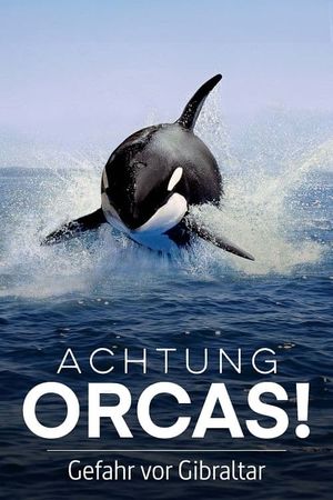 Achtung Orcas! Gefahr vor Gibraltar?'s poster