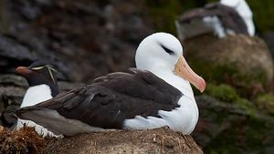 Albatros et gorfou, une fable australe's poster