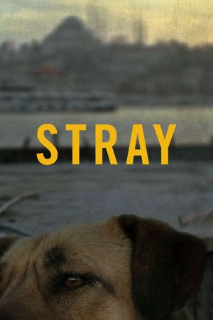 Stray's poster