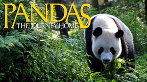 Pandas: The Journey Home's poster