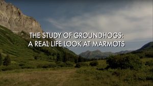 The Study Of Groundhogs: A Real Life Look At Marmots's poster