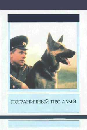 Border dog Alyi's poster