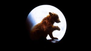 The Bear's poster