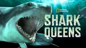 Shark Queens's poster