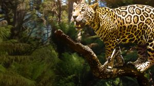 Jungle Cat's poster