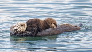 Threatened: The Controversial Struggle of the Southern Sea Otter's poster