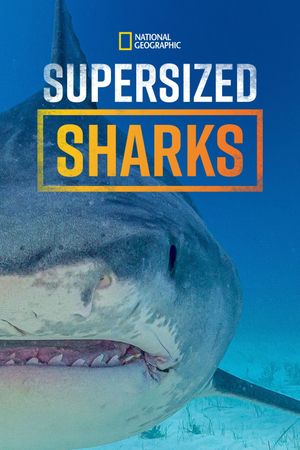 Supersized Sharks's poster