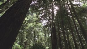 Redwood Curtain's poster