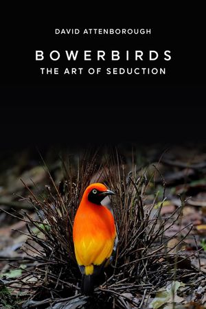 Bowerbirds: The Art of Seduction's poster