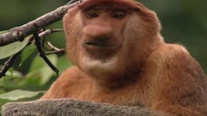 Clown of the Jungle: The Proboscis Monkey of Borneo's poster