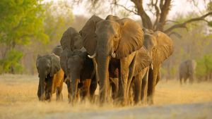 Elephant's poster