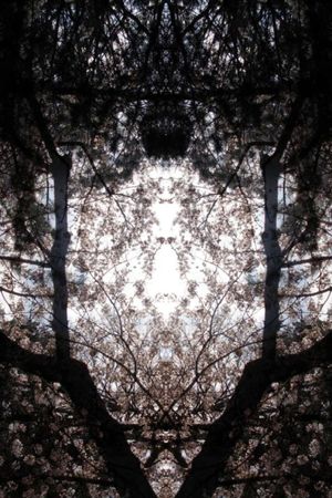 Concrescence's poster