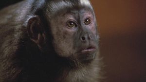 Monkey Shines's poster